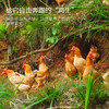 【原生态散养土鸡】跑山健身鸡 散养在生态高山竹林中  纯粮喂养的公鸡母鸡 净重2.3-3.2斤/只 商品缩略图4