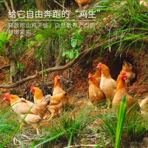 【原生态散养土鸡】跑山健身鸡 散养在生态高山竹林中  纯粮喂养的公鸡母鸡 净重2.3-3.2斤/只 商品图4