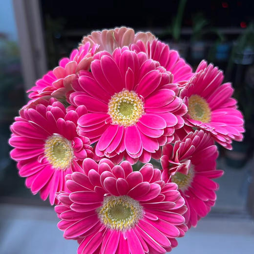 非洲菊.樱桃小丸子 商品图0