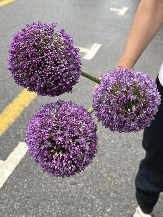 国产花材-【大葱花】 商品图4