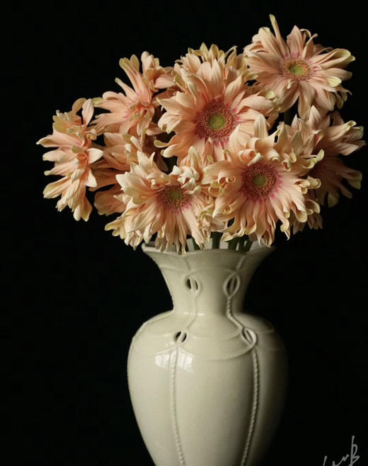 【空气卷边】弗朗/非洲菊- 亚丁  约10枝/扎 商品图3