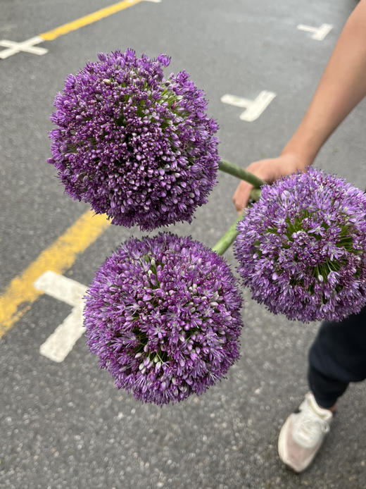 国产花材-【大葱花】 商品图3