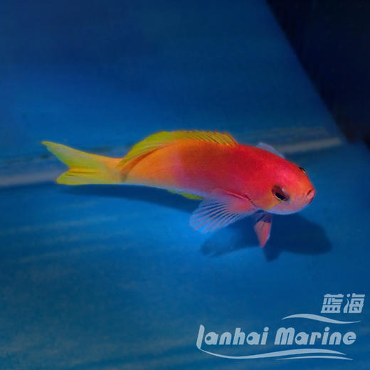 画家宝石 母 商品图5