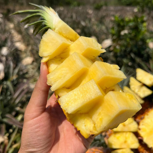 海南金钻凤梨，生态种植，甜蜜多汁，不打药，不催熟，颗颗自然成熟~ 商品图6