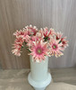 【空气卷边】弗朗/非洲菊- 亚丁  约10枝/扎 商品缩略图4
