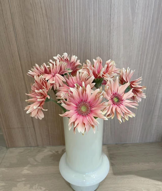 【空气卷边】弗朗/非洲菊- 亚丁  约10枝/扎 商品图4