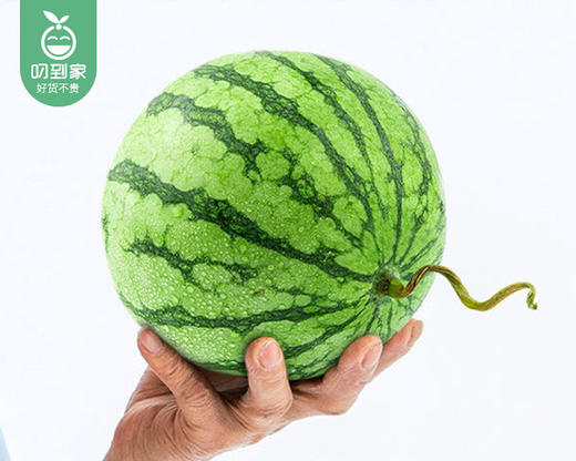 山东小糖丸西瓜/1个（2-2.5kg） 商品图3