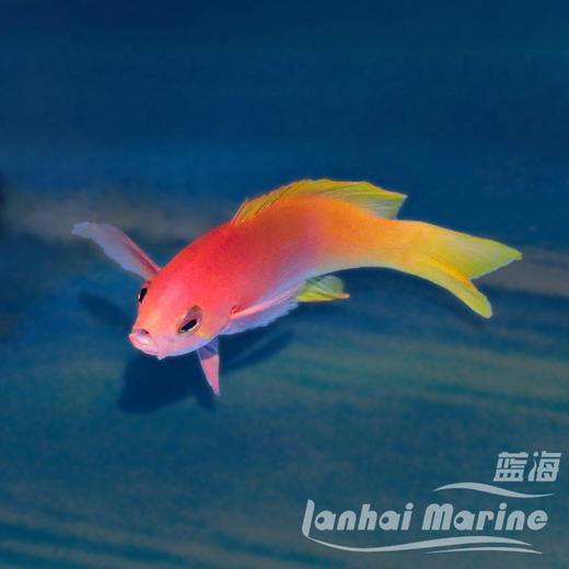 画家宝石 母 商品图3