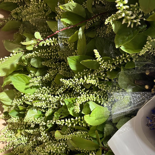 鼠刺（木本） 商品图0