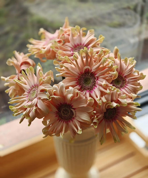 【空气卷边】弗朗/非洲菊- 亚丁  约10枝/扎 商品图0