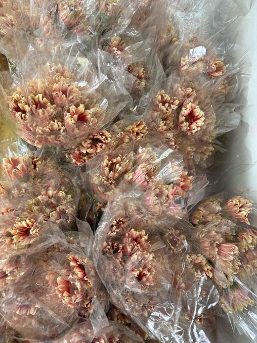 【空气卷边】弗朗/非洲菊- 亚丁  约10枝/扎 商品图12