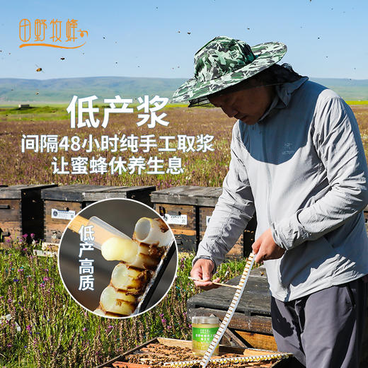 【2025新浆】青之藏蜂王浆田野牧蜂青海高原直采高活性鲜王浆蜜蜂蜂皇浆 商品图2