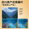 【正宗同仁堂品牌】北京同仁堂 桑叶-250克 茶汤清透 口感纯正SY 商品缩略图3