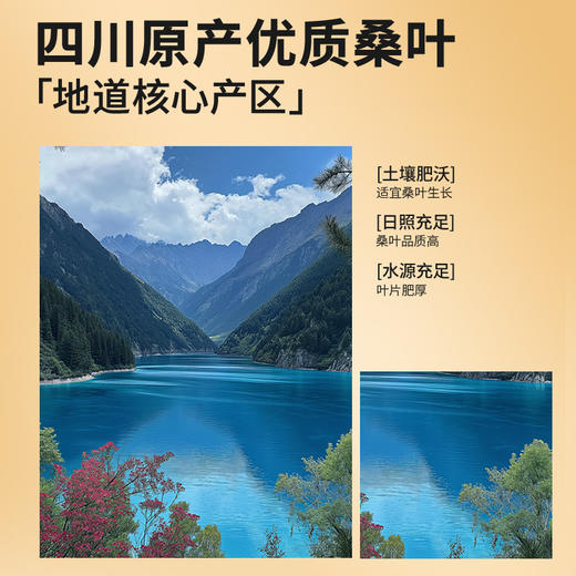 【正宗同仁堂品牌】北京同仁堂 桑叶-250克 茶汤清透 口感纯正SY 商品图3