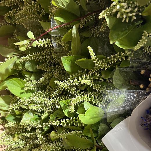 鼠刺（木本） 商品图1