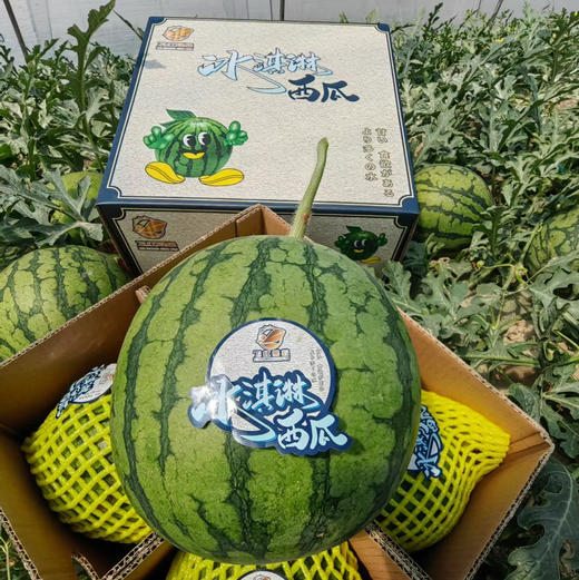 黄西瓜无限回购✅
黄心果肉如同冰激淋一般的口感，吃上一口就爱上，皮薄到可以吃，水份充沛，弹指就裂开，超甜超嫩～～4只/箱 商品图1