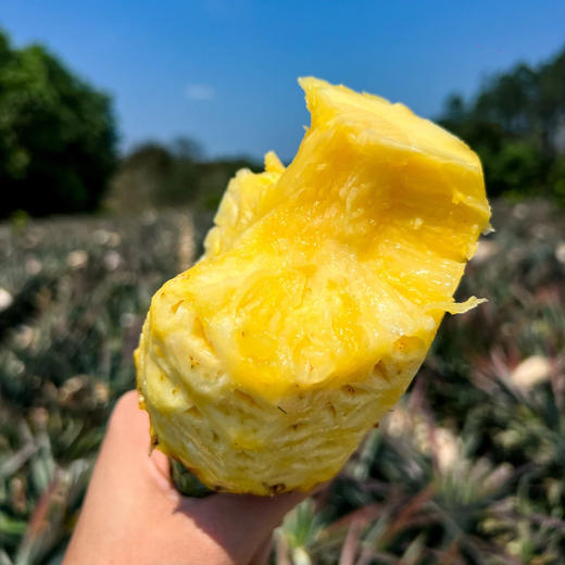 海南金钻凤梨，生态种植，甜蜜多汁，不打药，不催熟，颗颗自然成熟~ 商品图3