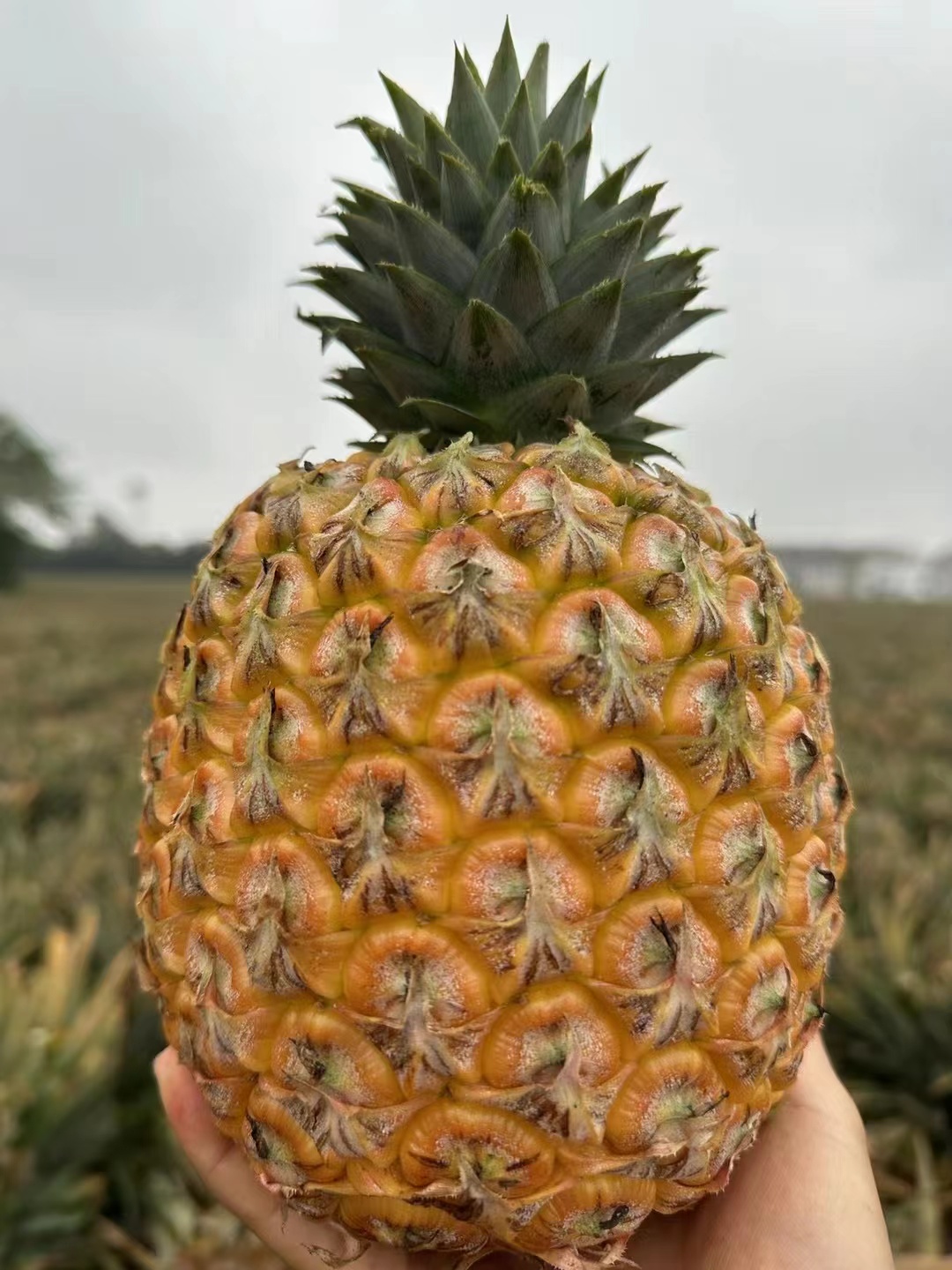 【真的很甜】 芒果凤梨  果肉蜜甜多汁，个大肉厚、香味十足，可以像切西瓜一样切着吃 9甜1酸  近乎纯甜