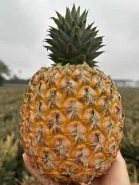 【真的很甜】 芒果凤梨  果肉蜜甜多汁，个大肉厚、香味十足，可以像切西瓜一样切着吃 9甜1酸  近乎纯甜