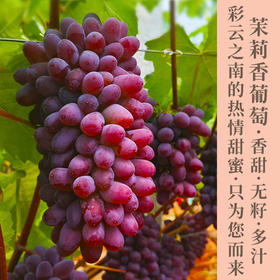 云南茉莉香无籽葡萄   淡淡的茉莉清香  饱满多汁  果肉柔软带着一丝脆  表皮较薄 口感层次丰富