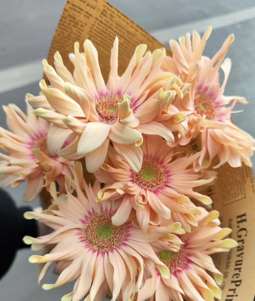 【空气卷边】弗朗/非洲菊- 亚丁  约10枝/扎 商品图2