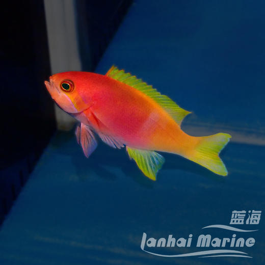 画家宝石 母 商品图4