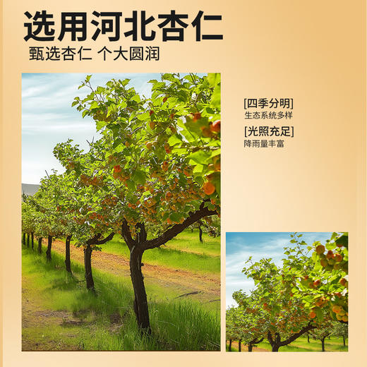 【正宗同仁堂品牌】北京同仁堂 杏仁110克 河北严选 粒粒鲜甜 真材实料SY 商品图2