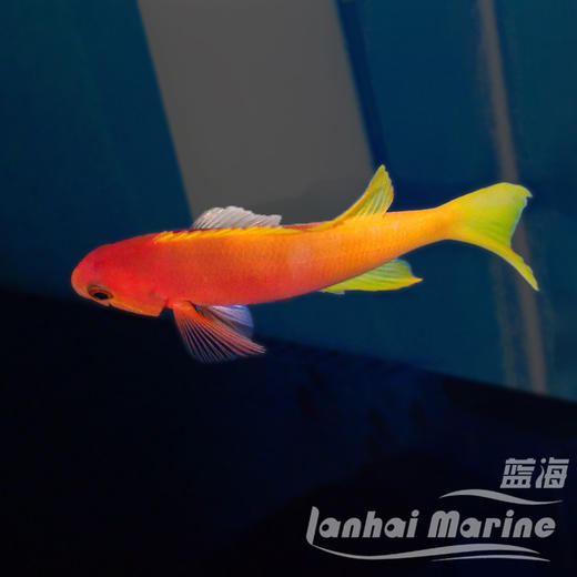 画家宝石 母 商品图2