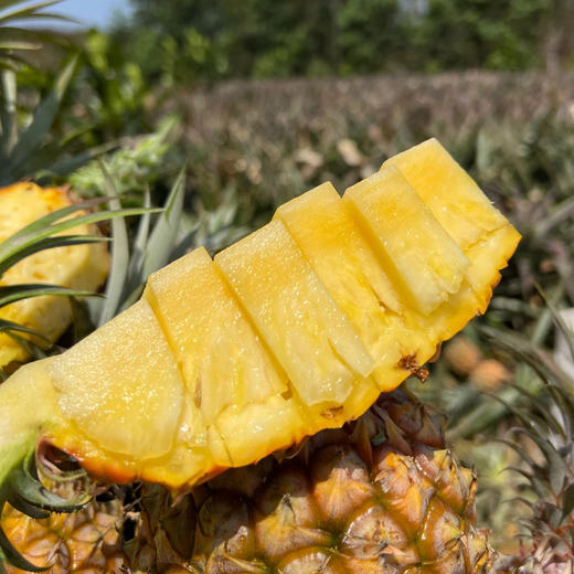 海南金钻凤梨，生态种植，甜蜜多汁，不打药，不催熟，颗颗自然成熟~ 商品图5