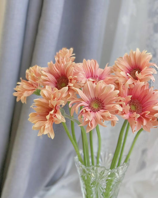 【空气卷边】弗朗/非洲菊- 亚丁  约10枝/扎 商品图6