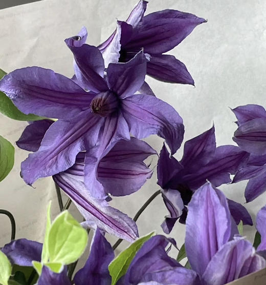 【国产】铁线莲  大花深紫色  约8枝/扎 商品图3