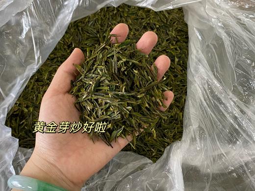 明前茶 崂山绿茶 黄金芽 阿狸自家茶园采摘 江北名茶 高档品质茶 商品图5