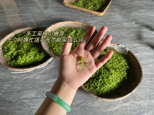明前茶 崂山绿茶 黄金芽 阿狸自家茶园采摘 江北名茶 高档品质茶 商品图3