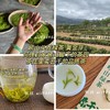 明前茶 崂山绿茶 黄金芽 阿狸自家茶园采摘 江北名茶 高档品质茶 商品缩略图0
