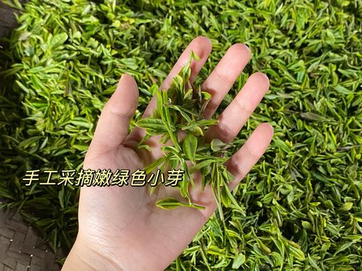 明前茶 崂山绿茶 黄金芽 阿狸自家茶园采摘 江北名茶 高档品质茶 商品图6
