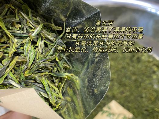明前茶 崂山绿茶 黄金芽 阿狸自家茶园采摘 江北名茶 高档品质茶 商品图4