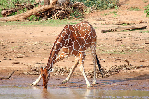 东非动物大迁徙博物之旅线下面授课 商品图1