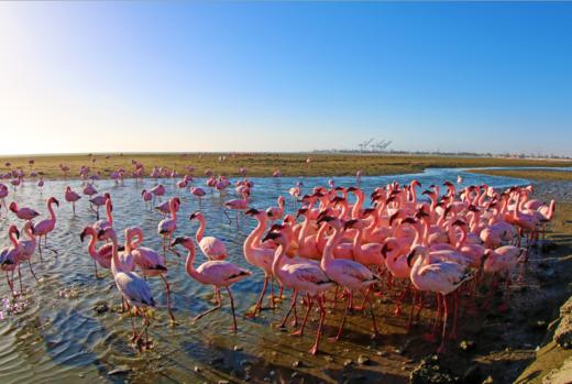 东非动物大迁徙博物之旅线下面授课 商品图0