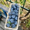 北纬串枝蓝莓|强推刚到串枝蓝莓还是18+果；刚从树上摘下来的蓝莓太新鲜了让人爱不释手，美极了🌹枝冠金标挂枝蓝莓新果，清香脆甜，非常细腻爽口，零渣渣，甜滋滋的，一串串的大口吃好过瘾啊~ 商品缩略图1
