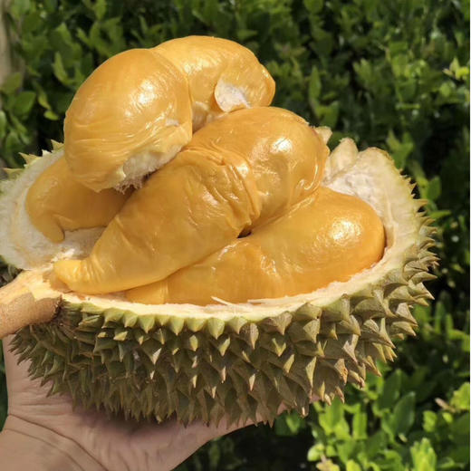 【超满足！冰淇淋金枕榴莲】软绵香浓，如牛奶般嫩滑！新鲜水果托曼尼甲仑干尧猫山当季巴掌 商品图4