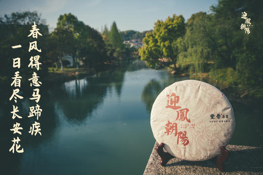 2024年迎凤朝阳 布朗熟茶 357g 商品图0