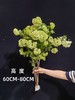 严选精品花材木绣球1扎 商品缩略图4