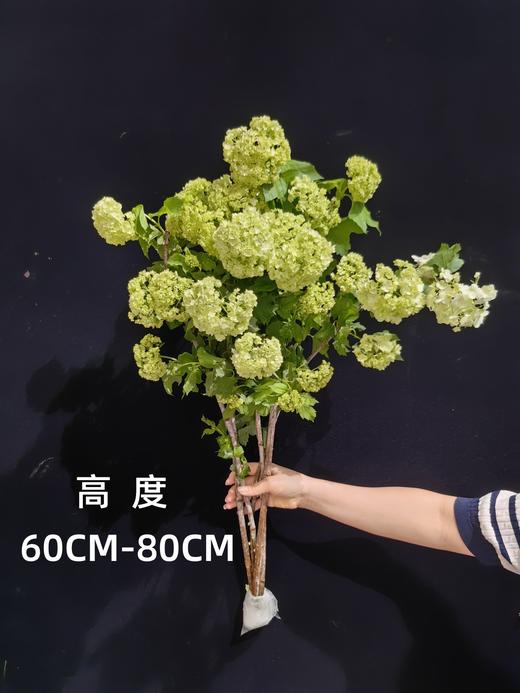 严选精品花材木绣球1扎 商品图4