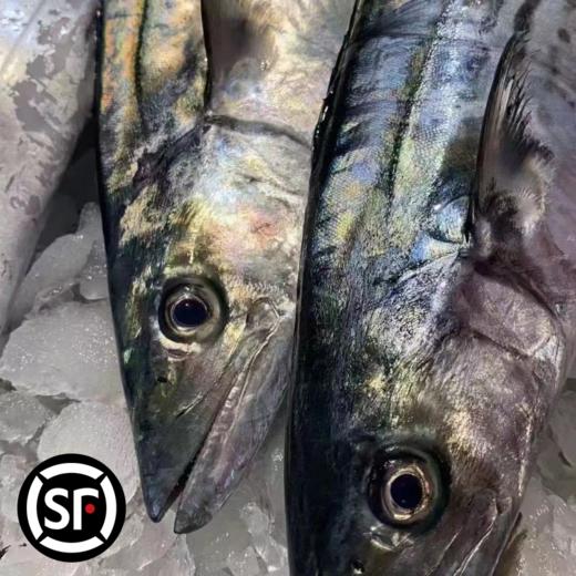 青岛原产地大鲅鱼当季肉厚新鲜顺丰 商品图3