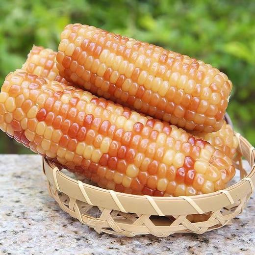 【3根装！云南花糯玉米】单根150g+，产地直发，坏果包赔，软糯香甜可口，香糯黏软，营养美味 商品图2