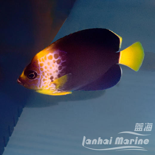 人工混种澳洲蓝面 商品图3