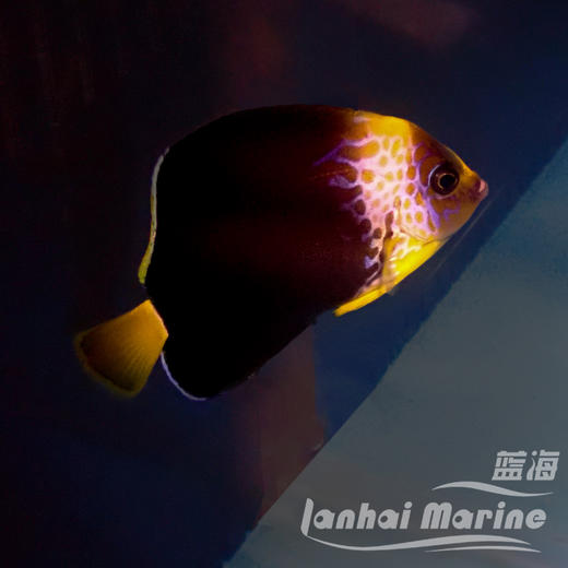 人工混种澳洲蓝面 商品图2