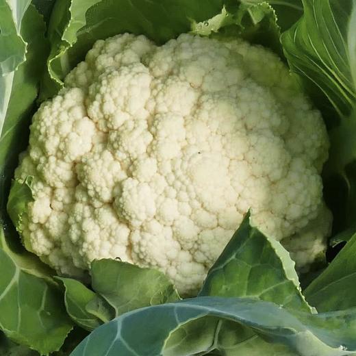 弘德生态酵素蔬菜水果黄瓜，长黄瓜，角瓜，紫豆角，西红柿，绿甘蓝，紫甘蓝，香芹，尖椒，螺丝椒，胡萝卜，白萝卜，土豆，微瑕西芹 商品图1