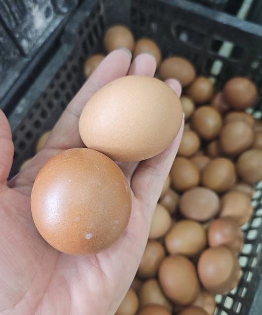 咸鸡蛋10个 商品图0