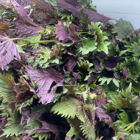 （农夫有庆）紫苏